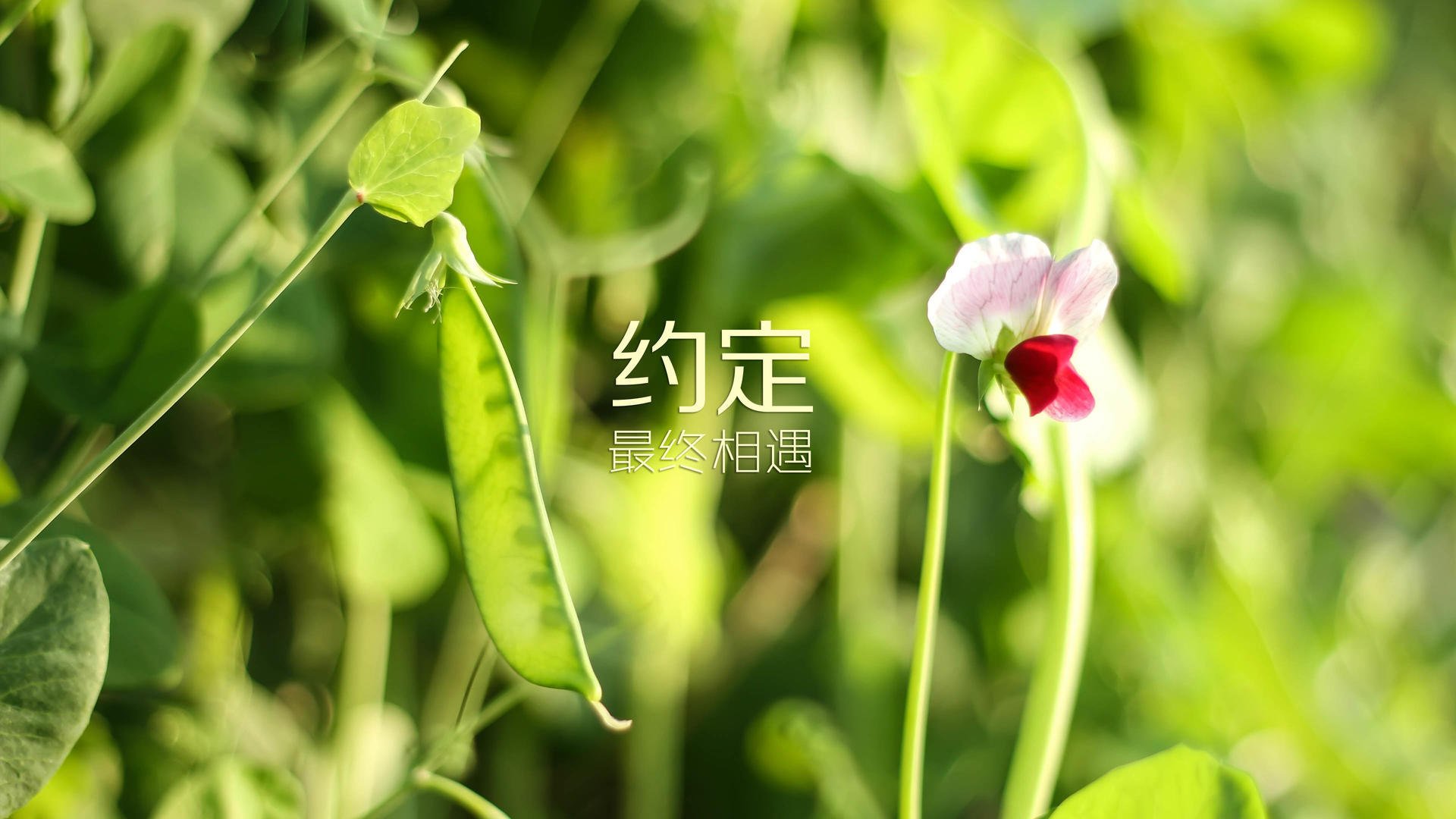 独舞时刻，总决赛夜的米切尔无争议最佳