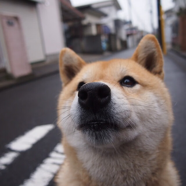 羽翼破茧，鹈鹕淘汰赛力克黄蜂，杰伦·格林存在感拉满之夜