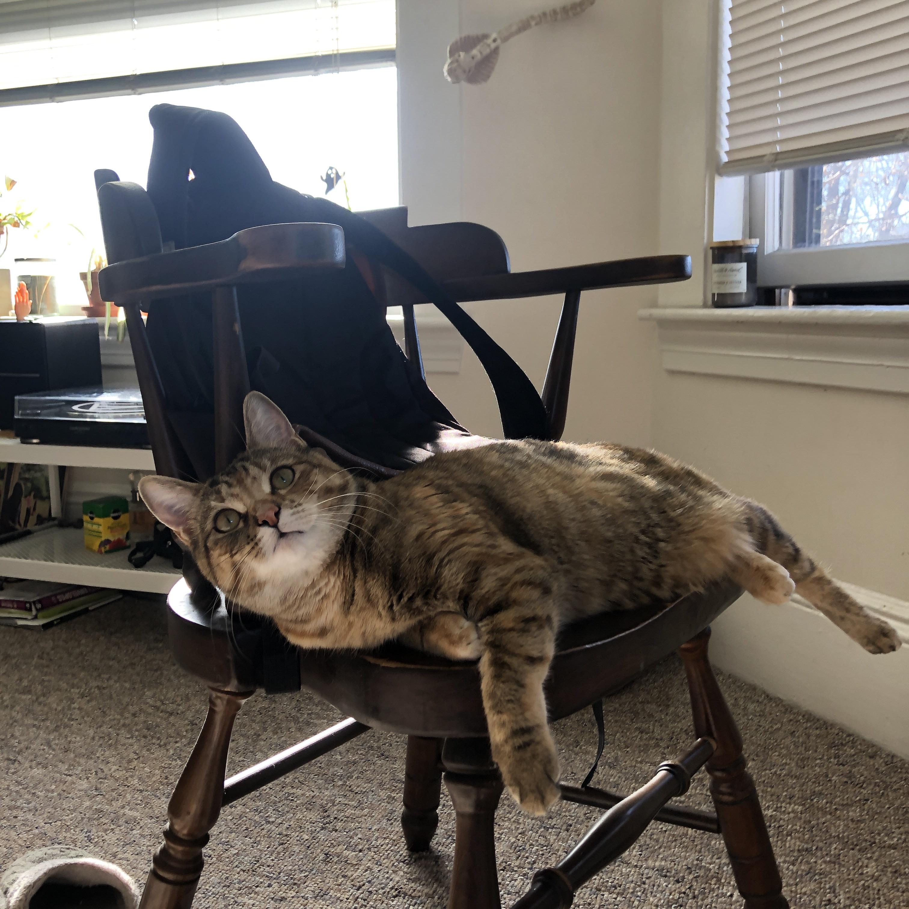 羽翼破茧，鹈鹕淘汰赛力克黄蜂，杰伦·格林存在感拉满之夜