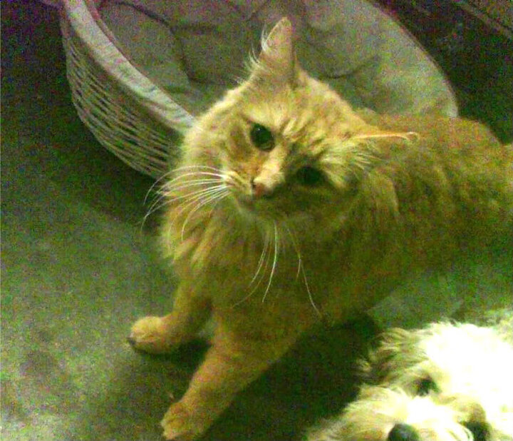 撕裂防线，开拓者战术体系完美压制太阳，德罗赞化身关键先生悄然升起