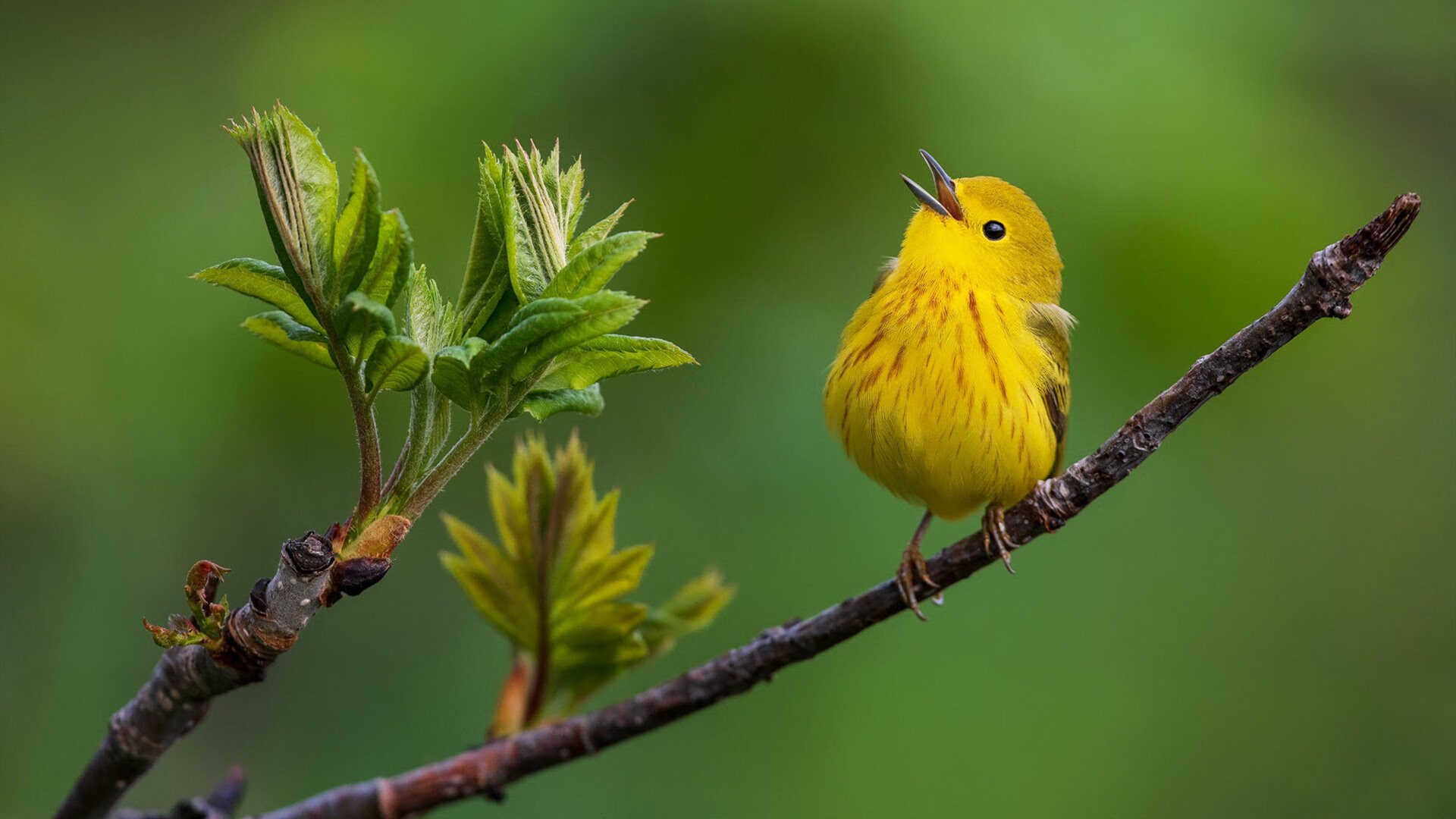 雪耻之战,布克在达拉斯的血色救赎