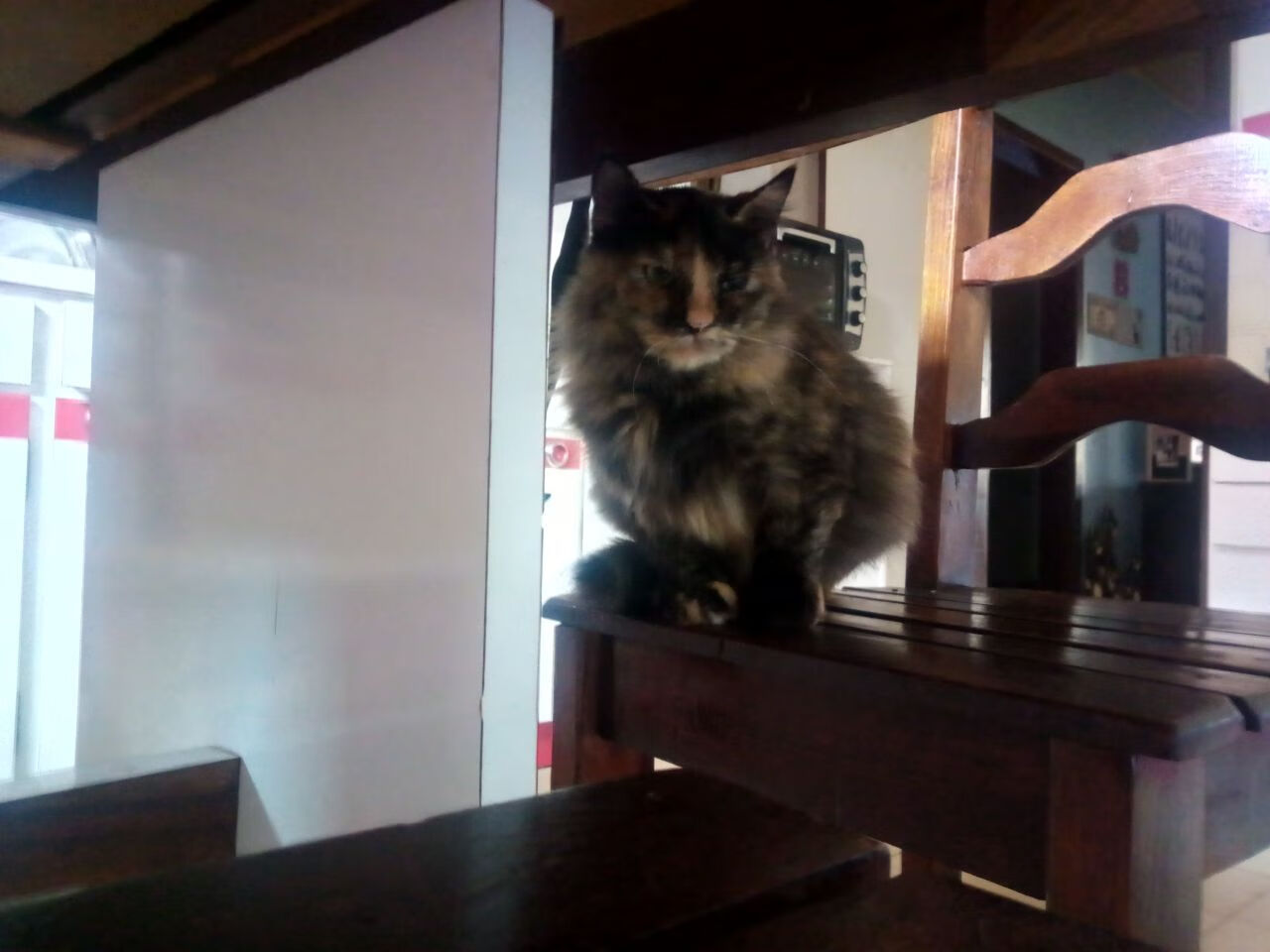 跨洋对决,塔图姆进攻端如入无人之境,爵士力克浙江队