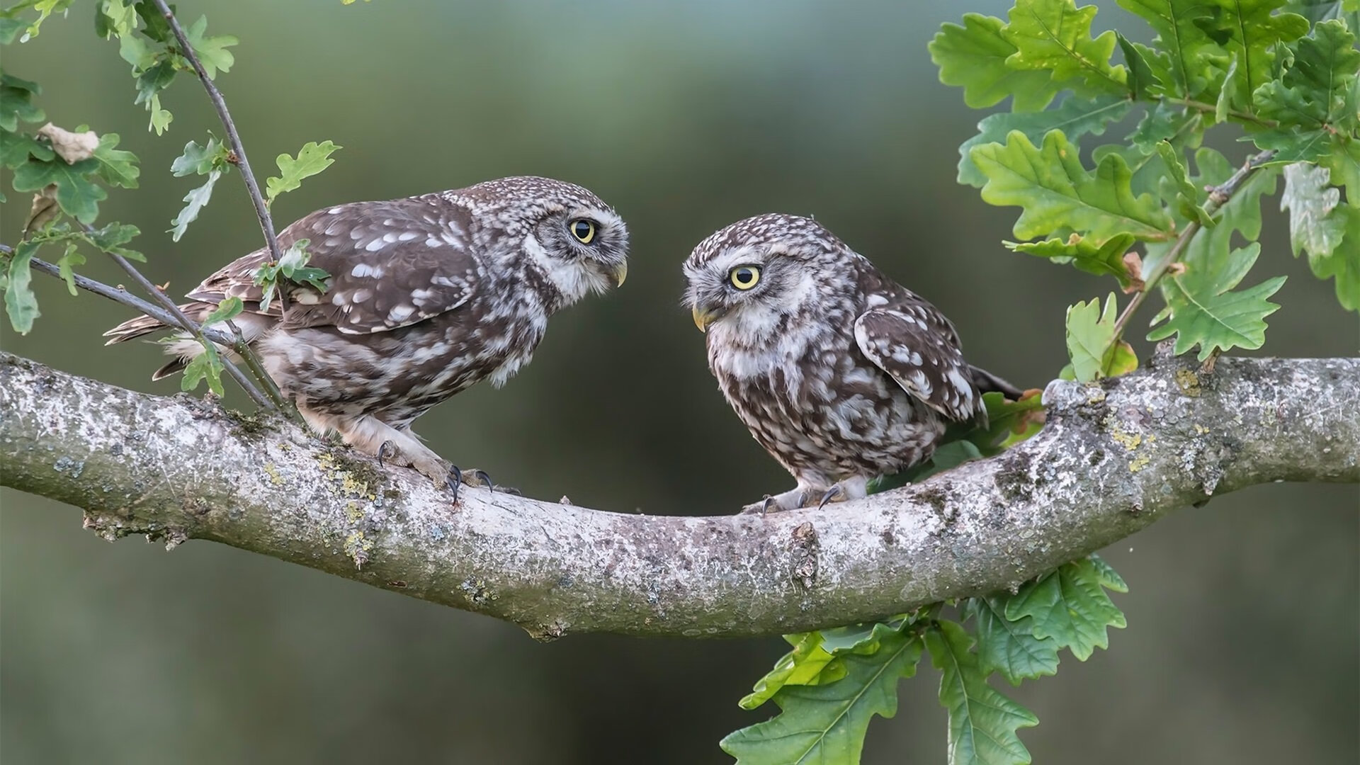 跨界风暴,美加墨世界杯期间,辽宁队横扫热火,上演篮球地球村焦点战