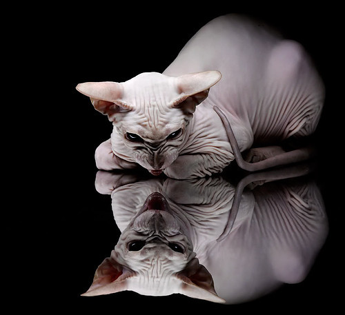 战火重燃,奥运周期下,广厦踏平魔术诠释中国力量