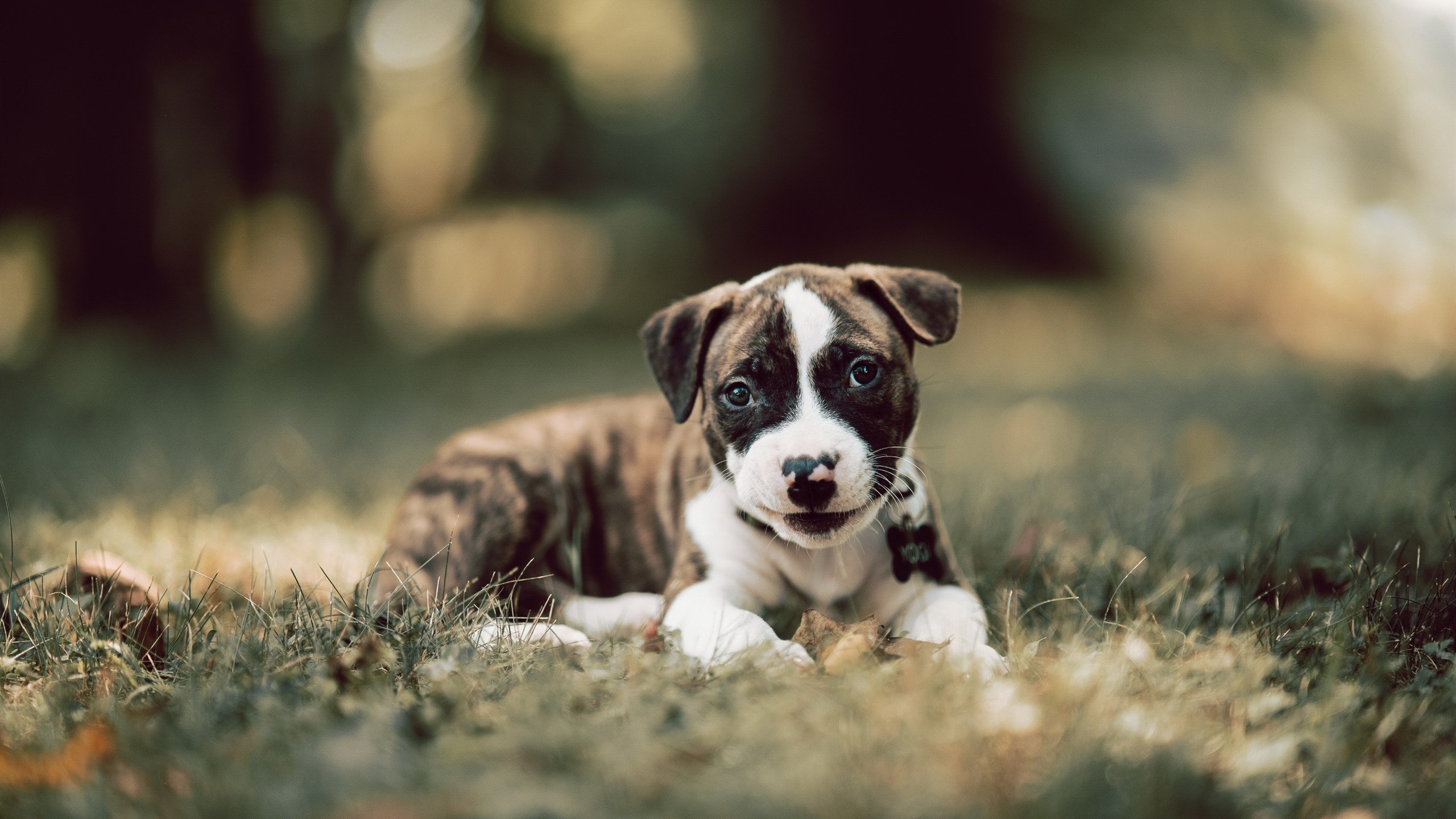 防守的艺术，赖斯的全能封锁与瑞典的集体牢笼