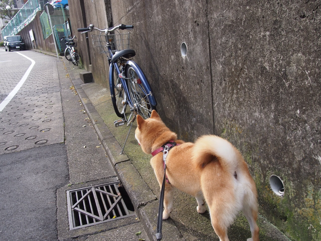 足球之夜，劳塔罗完成里程碑，牙买加与法国激战正酣